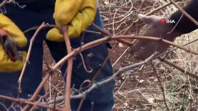 islam -  - Gercüş'te bağ budama dönemi erken başladı Videosu