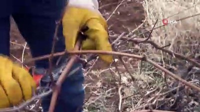 islam -  - Gercüş'te bağ budama dönemi erken başladı Videosu