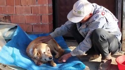 agri kesici -  Köpeğinin vurulduğunu veterinere götürünce anladı Videosu