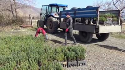 koylu kadin - TEKİRDAĞ - Ganos Dağı etekleri köylülerin diktiği fıstık çamı fidanlarıyla güzelleşecek Videosu