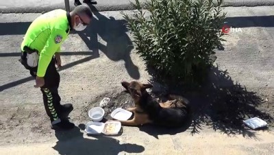 trafik polisi -  Antalya'da yaralı köpeğe trafik polisi şefkati Videosu