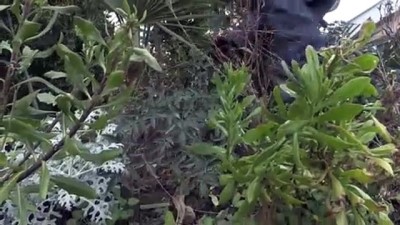 ogretmenlik - SAMSUN - 'Orman dede' yıllarca emek verip kurduğu 'botanik parkta' salgından uzakta yaşıyor Videosu