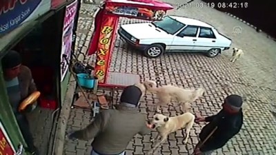 sokak kopegi - AFYONKARAHİSAR - Belediye işçilerinin peşlerine takılan köpekleri ekmekle beslemesi kameralara yansıdı Videosu