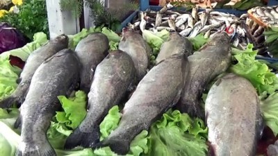 alamut -   Balıkçılar, sezon kapanmadan balık yemeye davet etti Videosu