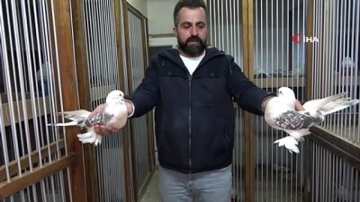 sampiyon -  Bu kuşların güzelliği 100 bin lira ediyor Videosu