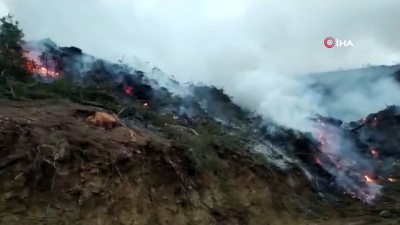 orman yangini -  - Bucak’ta ormanlık alanda yangın kısa sürede söndürüldü Videosu