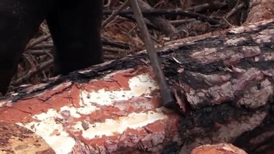 karaagac koyu - KASTAMONU - Ormancılar yanan alanlara yeniden 'can vermek' için çalışıyor Videosu