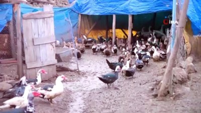 yumurta -  Mühendisliği bırakıp kaz çiftliği kurdu Videosu