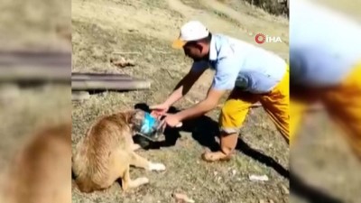 kopek -  Kafası bidona sıkışan köpeği vatandaş kurtardı Videosu