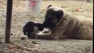 kopek -  Kedi ile köpeğin dostluğu renkli görüntülere sahne oldu Videosu