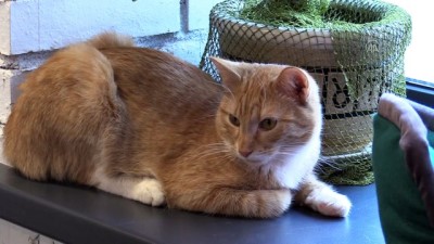 bulduk - MOSKOVA - Rusya'da ofis ortamını kedilerle paylaşmak isteyenler için 'Kedi Bürosu' Videosu