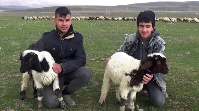 MUŞ - Besiciler hayvanlarını meralarda otlatmaya başladı