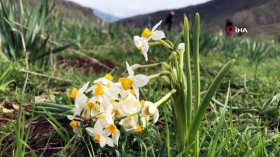 hava sicakliklari -  Derecik’te nergis çiçeği güzelliği Videosu