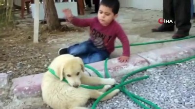 gulme krizi -  Köpeği ısıran küçük çocuk görenleri gülme krizine soktu Videosu