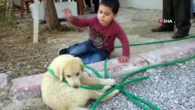gulme krizi -  Köpeği ısıran küçük çocuk görenleri gülme krizine soktu Videosu