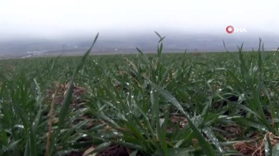 bahar havasi -  Suya doyan toprak çiftçiyi mutlu etti Videosu