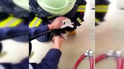 yagmur suyu -  Yaramaz kedi kafasını konserve kutusun sıkıştırdı Videosu