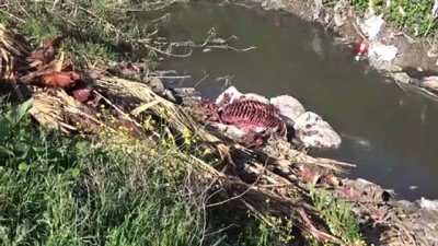  Adana'da tek tırnaklı hayvan başı ve kemikleri bulundu