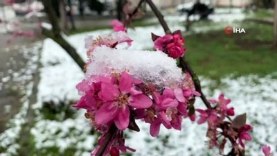  Çiçek açan ağaçlar karla kaplanınca üreticileri endişe sardı