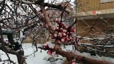 kar yagisi -  Çiçek açan kayısı ağaçlarını don vurdu Videosu
