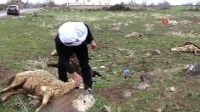  Kopan elektrik teli 11 koyunu telef etti