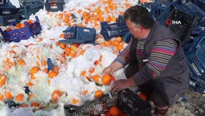 kar yagisi -  Tır devrildi.. Tonlarca portakal kar içerisinden tek tek toplandı Videosu
