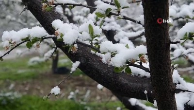  Turgutlu’da kar yağışı etkili oluyor.. Çiçek açan ağaçlar kar altında kaldı