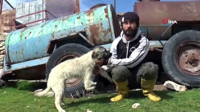 genetik -  Beş ayaklı engelli köpek yürüyemiyor Videosu
