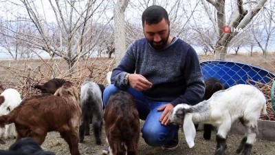keci sutu -  Süt için aldığı keçiler, çift çift kuzulayınca sürü sahibi oldu Videosu