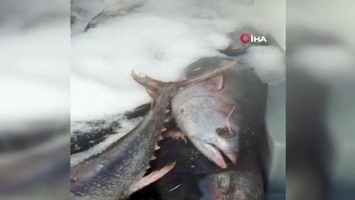 orkinos -  Beylikdüzü’nde avlanması özel izne tabi olan 2,5 ton orkinos balığına ele konuldu Videosu