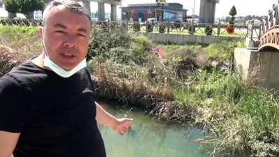 su kanali -  Binlerce balık oksijensizlik sebebiyle telef oldu Videosu