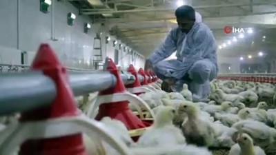 tavuk ciftligi -  Devlet desteği ile çiftlik kurdu, yılda 300 bin TL kazanmaya başladı Videosu
