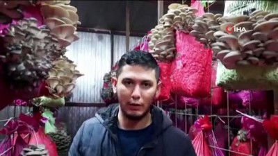 istiridye -  İnternetten görerek başladığı mantar üretiminde talebe yetişemiyor Videosu