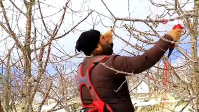surgun -  Toroslar’daki kiraz bahçeleri kar altında yeni sezona hazırlanıyor Videosu
