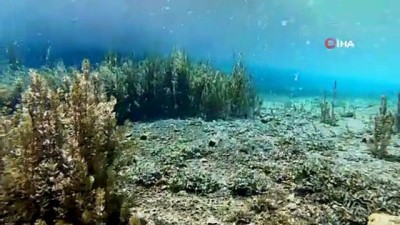 cevre temizligi -  Antalya'nın tatlı su kaynağına giren dalgıçlar torba torba çöple çıktı Videosu