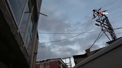 sigircik -  Sığırcık kuşlarından görsel şölen Videosu