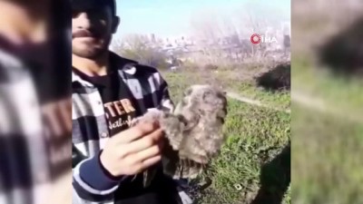  Yaralı yavru baykuşu kurtardı, etle besledi