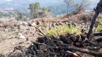  Antalya'da hazine ve sarı alan arazilerindeki ağaç katliamına tepki