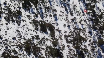 ormanli -  Bolu’da karların erimesi ve fırtına onlarca ağacı devirdi Videosu
