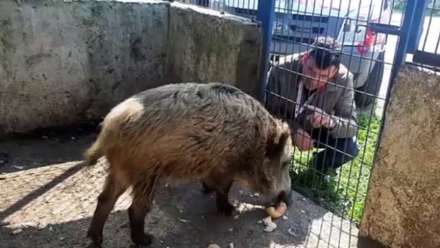 domuz ceyar la belediye soforunun dostlugu gorenleri sasirtti