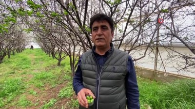 erik agaci -  Eriğin kilosu 1000 TL'den satışa çıktı Videosu