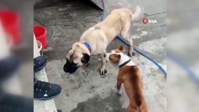  Konya’da köpek dövüştüren 3 kişiye 50 bin lira ceza