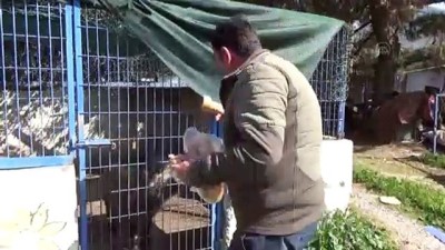 yaban domuzu - MUĞLA - Bodrum'da tedavi edilen yaban domuzunu evcil hayvan gibi besliyor Videosu