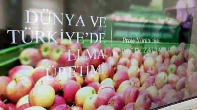NİĞDE - Elma ihracatını artırmak için rapor hazırlanacak