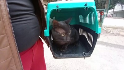 mahsur kaldi -  Beşinci kattan düşen kedisi kurtarıldı, gözyaşlarına boğuldu Videosu