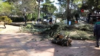 cay bahcesi -  Burhaniye’de fırtına asırlık sedir ağacını kökünden söktü Videosu