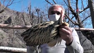 yirtici kus -  Nesli tükenmekte olan kuş Erzurum'da görüldü Videosu