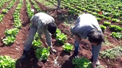 sebze uretimi -  Sınır kentinde korona tedbirleri arttırılıyor Videosu