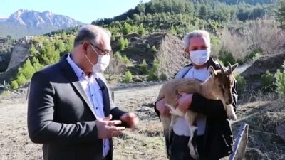 dag kecisi - ADANA - Bitkin halde bulunan dağ keçisi yavrusu bakıma alındı Videosu