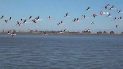 flamingo -  Flamingoların gökyüzü dansı Videosu